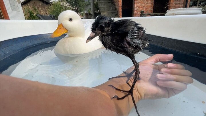 Dragged into the water by a duck—turns out chicks can swim!