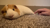Animal Video | Funny And Cute Guinea Pig