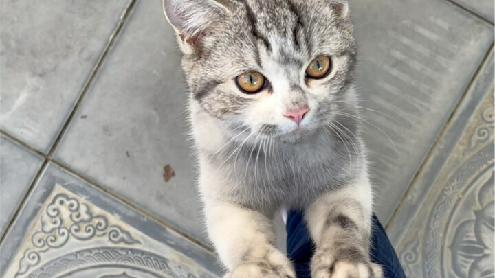 Chú mèo Bit ham ăn mãi mới xăm được một cánh tay hoa giống hệt bố, hôm nay lại bị người nuôi rửa sạc