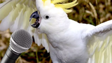 Loros Cantando ЁЯФ┤ Loros Hablando V├нdeo Recopilaci├│n (2018) Parrots Singing and Dancing Compilation