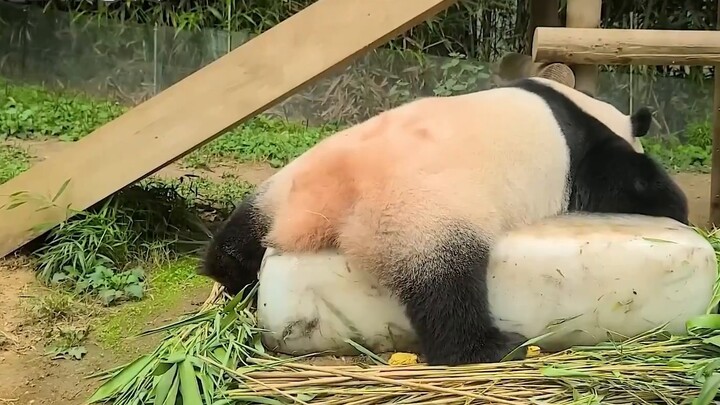 【Funny Bear Family】I fell asleep while eating