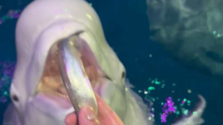 Big White’s mouth really is big