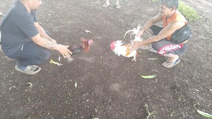 black senador on the mix