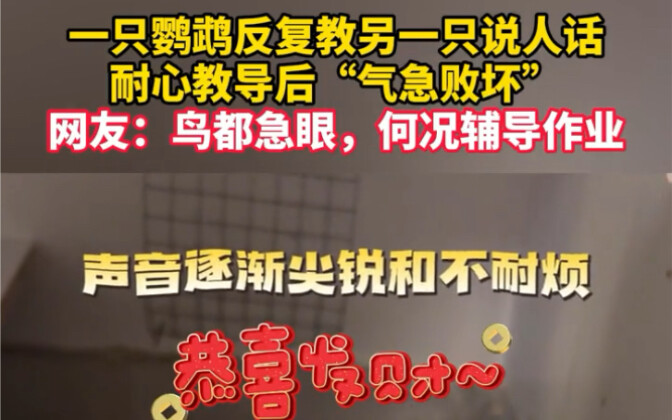 Một chú vẹt kiên nhẫn dạy chú vẹt khác nói tiếng người, nhưng sau bao công sức thì đành “nóng nảy tứ