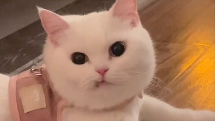 That little kitten must have an "I'm awesome" complex, huh?