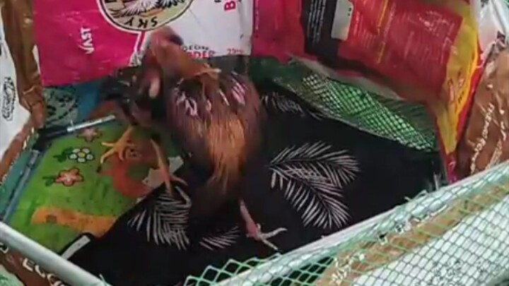 ThaiPakBP first long Dance. (GOLD)