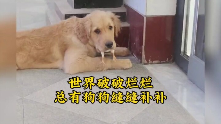 โลกนี้เต็มไปด้วยรอยร้าวรอยชำรุด แต่ก็ยังมีเจ้าตูบน้อยคอยเย็บปะซ่อมแซมอยู่เสมอ