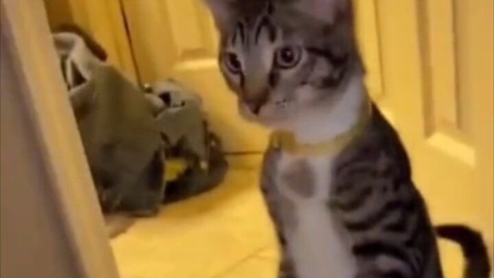 Con mèo bị lỗi rồi, làm sao để sửa đây?