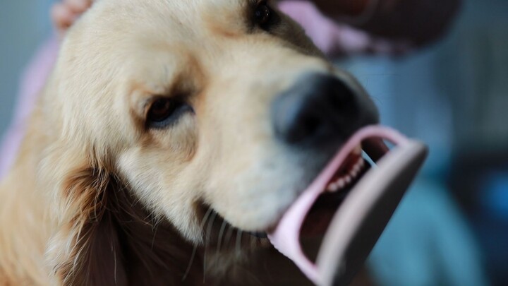 Let me clean your ears—Mizha, why do you have so many antics?