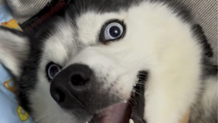 Anjing yang saya beli dengan uang, bahkan memegang mulutnya saja tidak boleh?