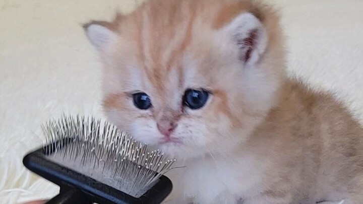 A fluffy little milk cat is tamed by a stiff metal comb~