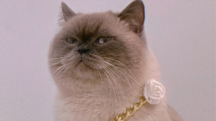 “How to Become an International Supermodel” – The Human-Pet Edition