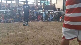 2nd fight win binabae. 2hits ulutan  🏆 @zapote cockpit