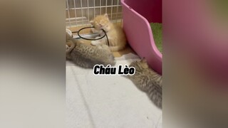 Cháu tên Lèo 🥲 mèo cute cat