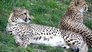 cheetah