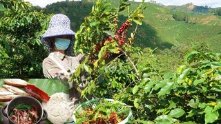 Ẩm Thực Gia Đình  Mùa Thu Hái Cà Phê Tây Bắc/Hoàng Việt Tây Bắc