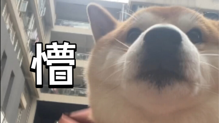 Early-morning dog walkers—only we get it!