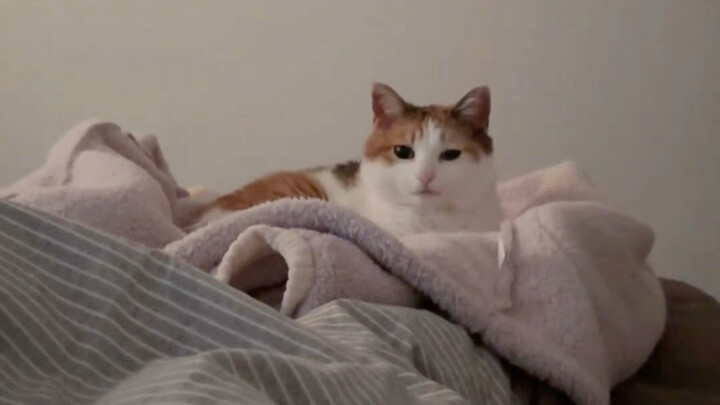 Aroma kucing yang kuat saat baru bangun tidur