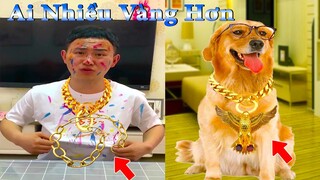 Thú Cưng TV | Dương KC Pets | Đa Đa Thánh Chế #4 | Chó Golden Gâu Đần thông minh vui nhộn cute dog