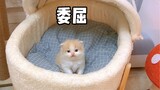 永远不要低估猫咪的嫉妒心，哪怕是小奶猫