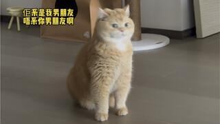 《Mèo Bát Quái》