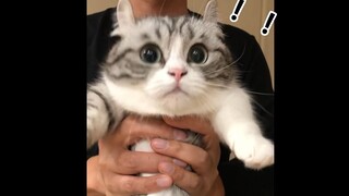 【كومارو】مواء! وقعت في قبضة أبي يا للأسف!