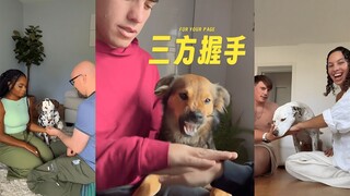 Thử thách bắt tay ba chiều của chó