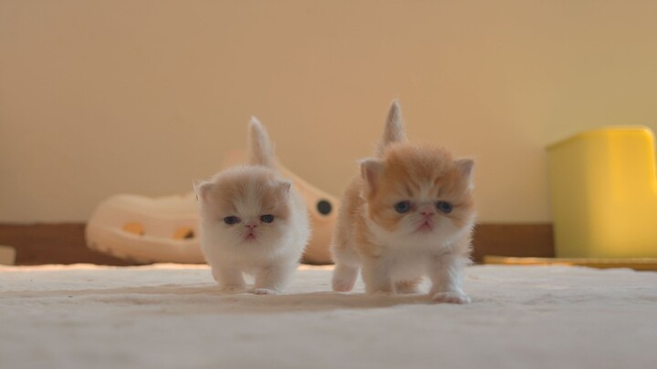 Semuanya anak kucing susu dari satu induk yang sama, kok perbedaannya bisa sebesar ini!