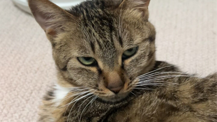 Zhuangzhuang is such a cute little female cat!