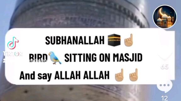 Bird dhikr says Allah