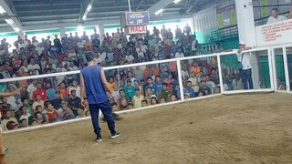 Sunday Paraputo hack fight Arena 2nd fight win  Meron side..