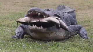 鳄鱼捕食老鳖的真实影像，直接一口将其咬的爆了珍珠