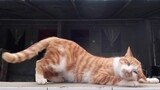 [Động vật] Bắt camera quay trộm bọn mèo sẽ xảy ra chuyện gì?
