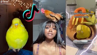 Bird side of TikTok Compilation #5
