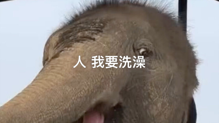 Cuacanya sangat panas, gajah kecil terus merengek minta mandi 😂