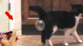 AWW SO FUNNY😂😂 สุดยอดวิดีโอปฏิกิริยาของสุนัขและแมว 27