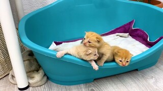 Boss không thể ngủ với những đứa con