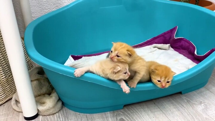 Boss không thể ngủ với những đứa con