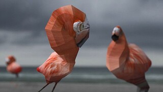 Flexible and flexible, flamingo transforms! DVEIN VS FLAMINGOS