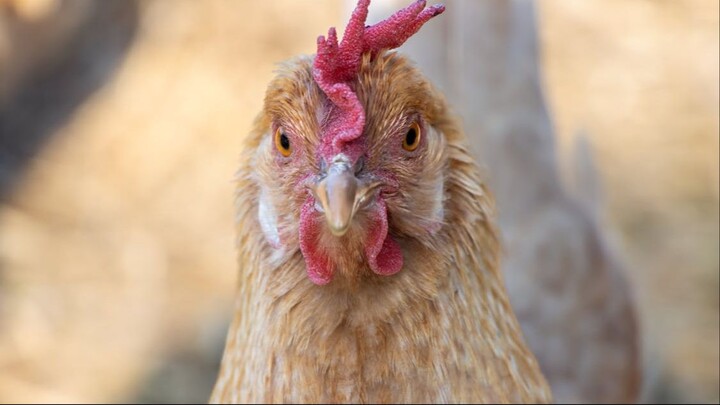 Chicken Tabetaka 09