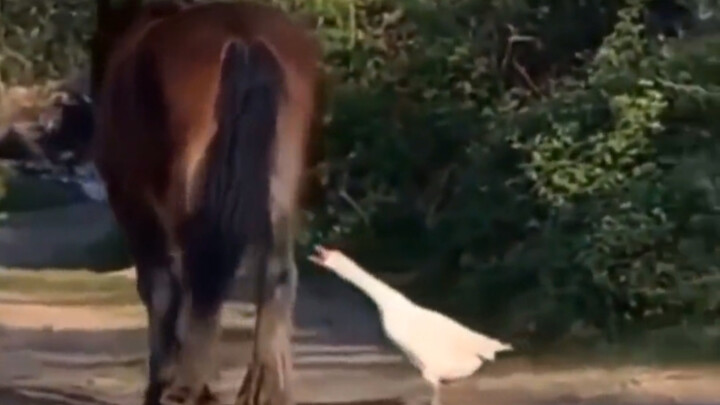 别笑了好吗？哈哈哈