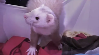 FUN Ferret Laundry Day Dance Party!!! 😃 อบเชยและแซสซี่