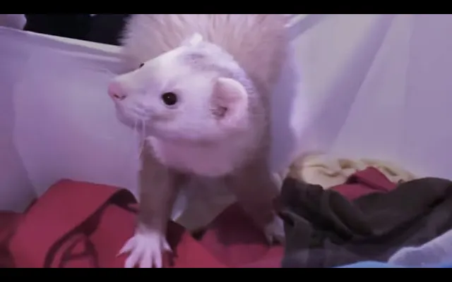 FUN Ferret Laundry Day Dance Party!!! 😃 อบเชยและแซสซี่