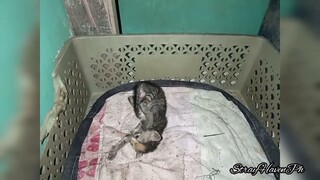 Update about 3kittens + 2 more kittens