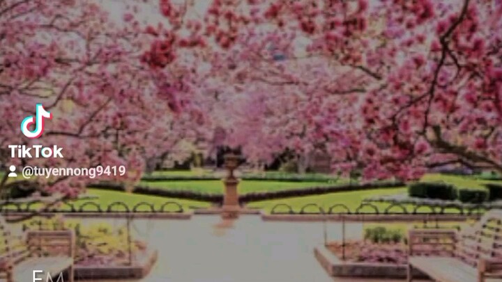 hoa đào nè mọi người