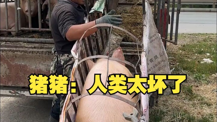 Zhu Zhu: Manusia itu kejam banget!