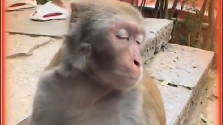 Pertama kali lihat begitu banyak ekspresi di wajah monyet