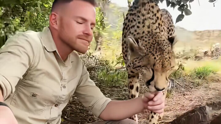 Tại sao báo cheetah lại rất giỏi giao tiếp với con người