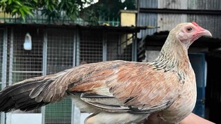 going to masbate Trio JOE GOOD GREY from blue blade gf