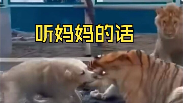 老虎听狗妈妈的话，虎好，狮子挑事偷袭虎哥，狮子坏!!!